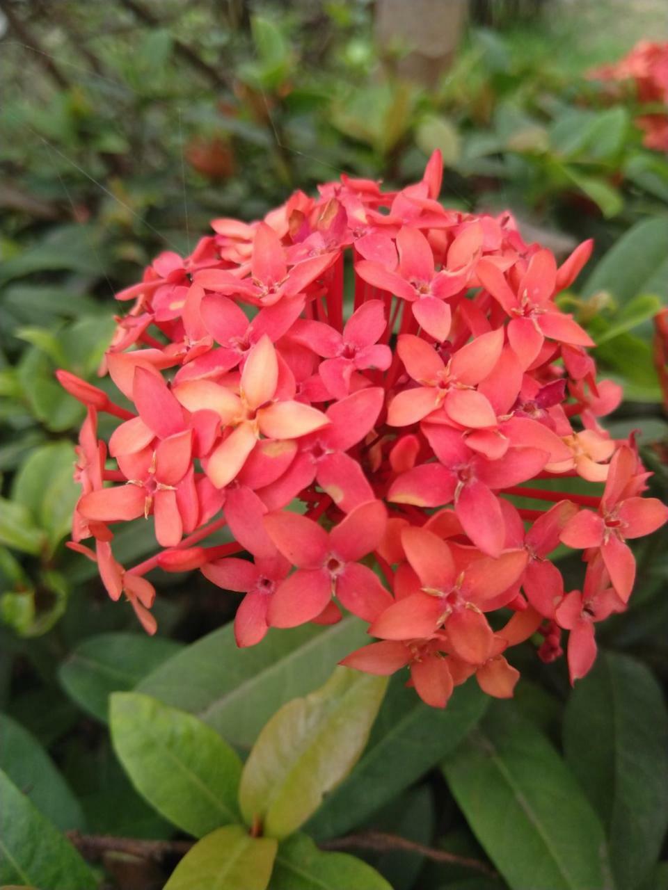 Chaiti Eco Homestay- Santiniketan Bolpur Kültér fotó