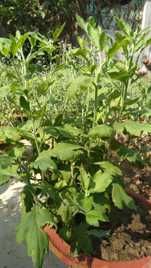 Chaiti Eco Homestay- Santiniketan Bolpur Kültér fotó