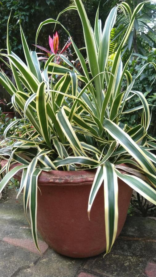 Chaiti Eco Homestay- Santiniketan Bolpur Kültér fotó