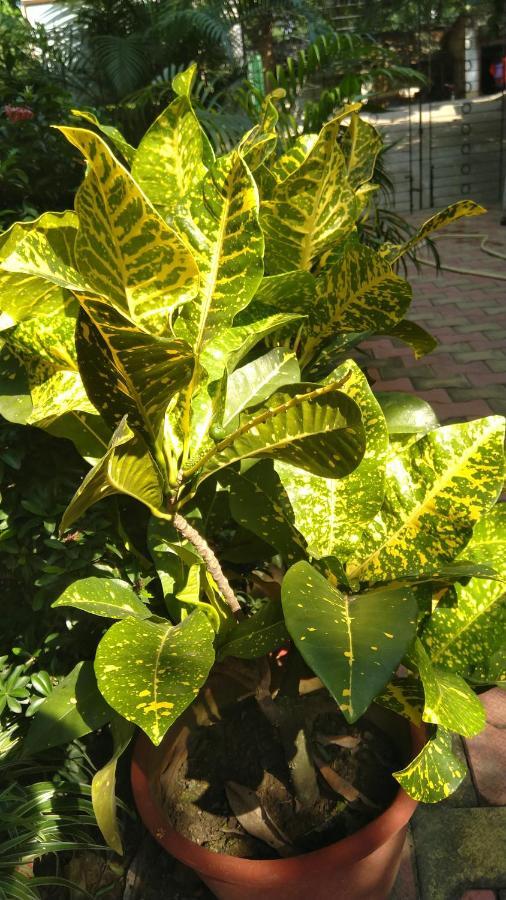 Chaiti Eco Homestay- Santiniketan Bolpur Kültér fotó